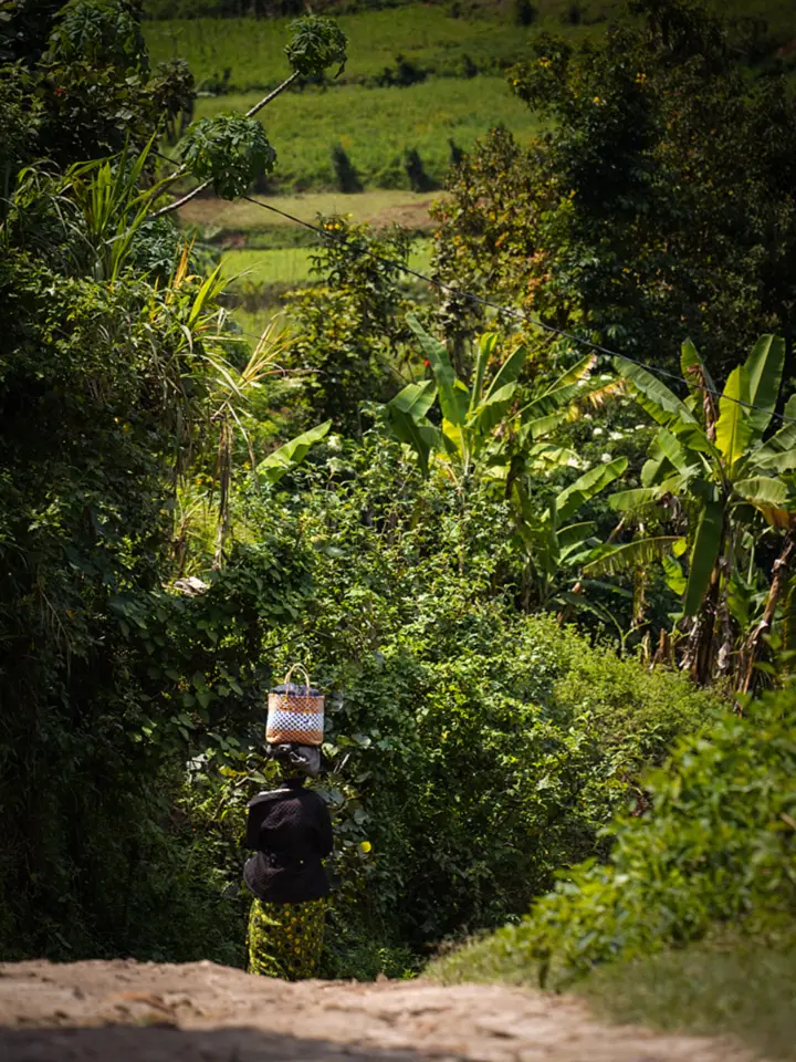A woman carrying a woven basket on her head along a path lined with banana palms