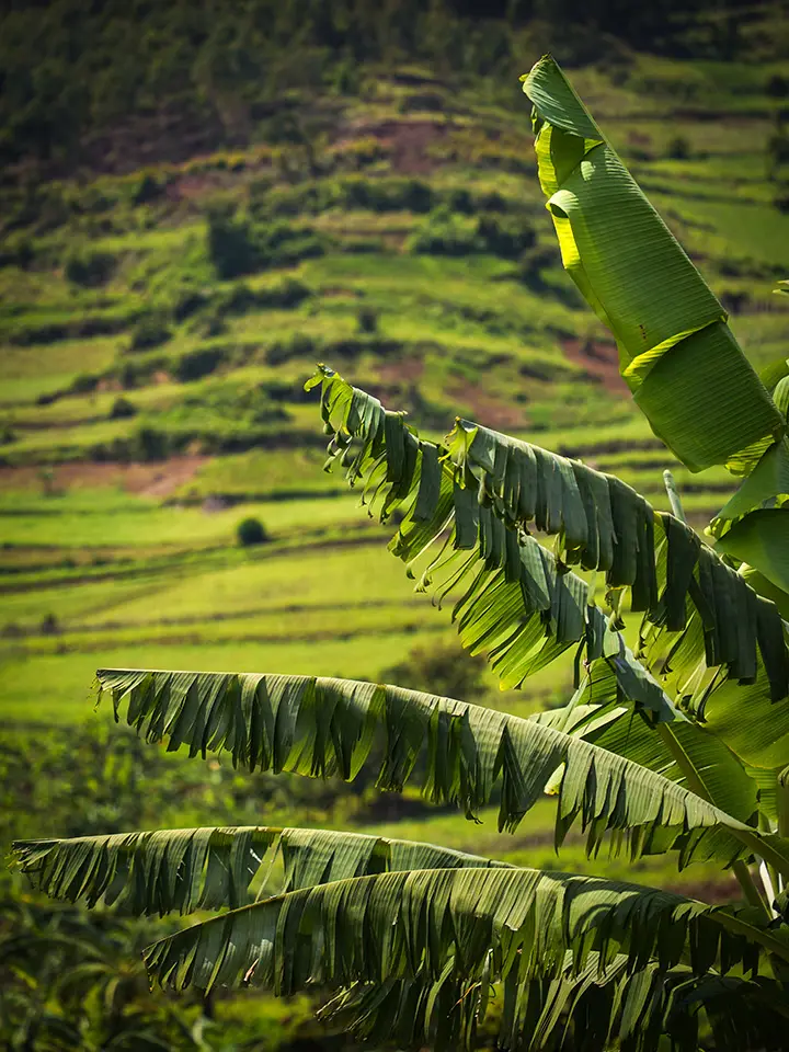 Banana leaves in the foreground with terraced farmland rising behind