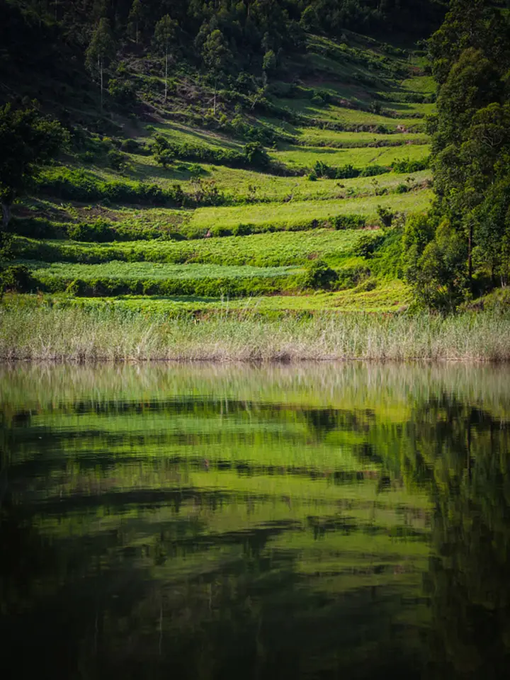 Hillside terraces and lakeside reeds reflected in calm green water