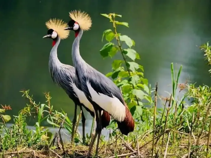 A pair of grey crowned cranes at the water's edge