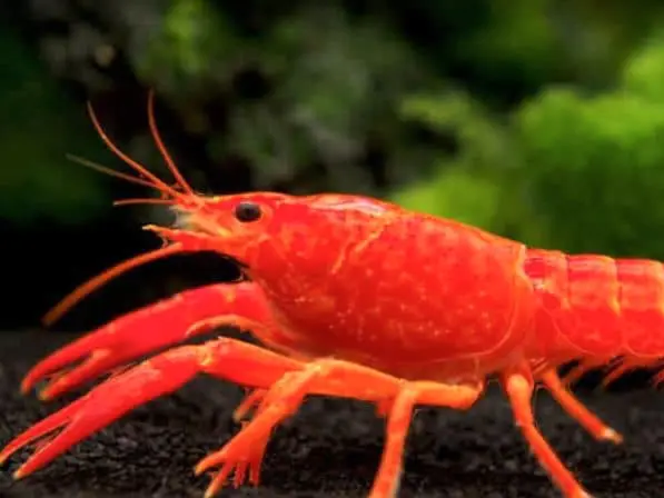 A red crayfish from the lake